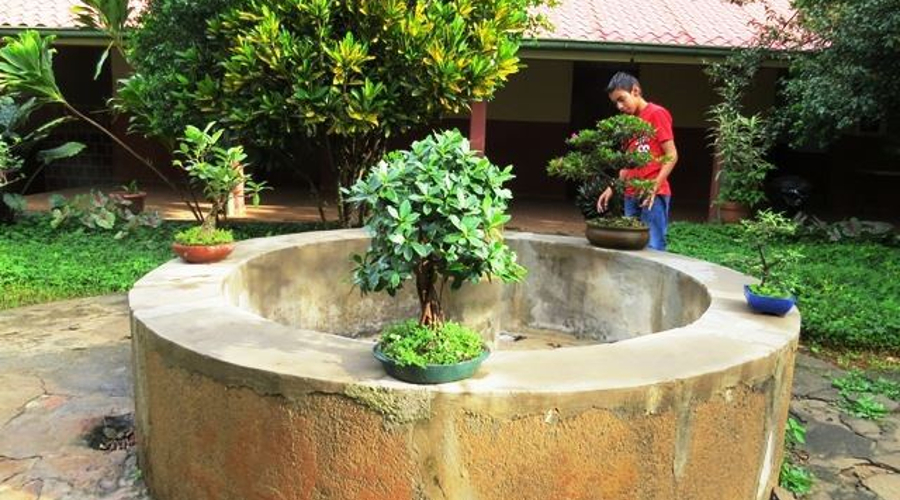 Bonsai, llevados a la universidad  por Prudencio Alfaro